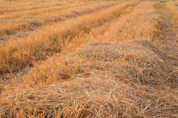 Fototapeta premium Yellow dry rice straw stubble in the rice fields after harvest pattern.