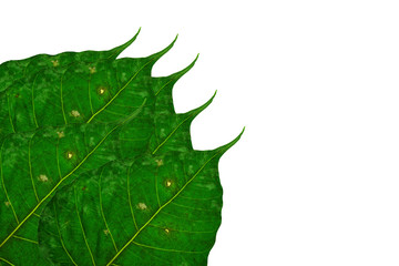 Green bodhi leaves white background