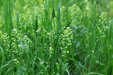 Fototapeta na wymiar field of fresh green grass close up, outdoor nature photo