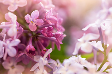 sunny purple lilac flowers, macro shot