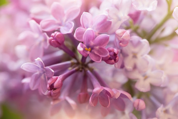 Fototapeta na wymiar soft purple and white lilac flowers, macro shot