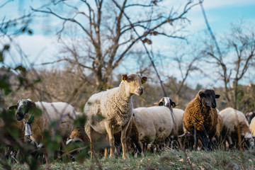 Black and white sheep and goats