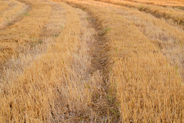 Fototapeta premium Yellow dry rice straw stubble in the rice fields after harvest pattern.