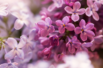 Naklejka na ściany i meble soft purple lilac flowers, floral background
