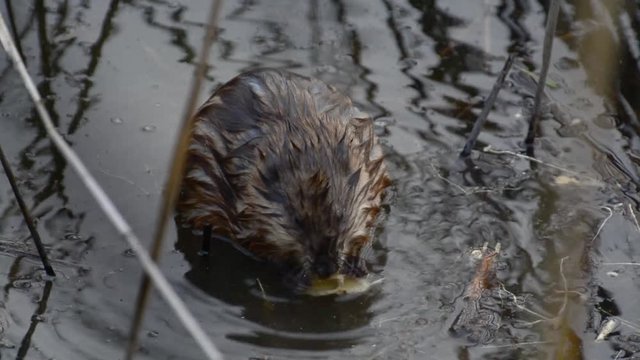 Coypu / river rat / nutria (Myocastor coypus) muncing on stem in wetland
