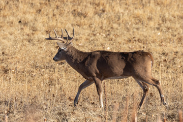 Whitetail Deer Buck in Colorado in Autumn