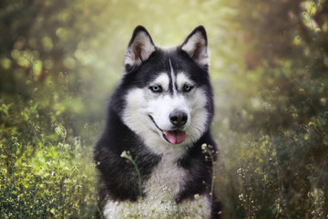 Siberian husky in a garden.