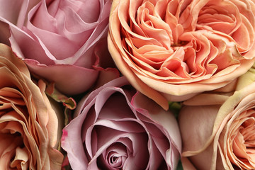 Beautiful fresh roses as background, closeup view. Floral decor