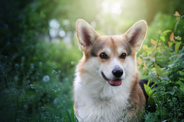 Welsh corgi pembroke in a park. Cute dog outdoors.  Sunny day off leash walk.