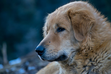 A mountain shepherd dog sitting comfortably on a grassy meadow in a winter morning. Found during my...
