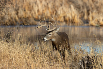 Whitetail Deer Buck in Colorado in Autumn
