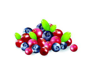 Berries realistic 3d vector icon isolated on white background. For juice, pudding, smoothie, sauces ads.Vector  illustration.