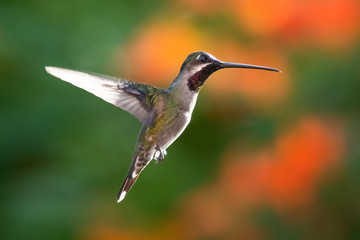 A Long-billed Starthroat hovering in the air with a Honeysuckle plant blurred in the background.  The morning light is shining on the bird.