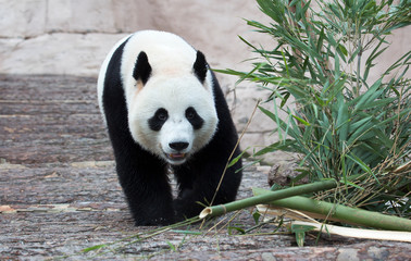 Obraz na płótnie Canvas Giant Panda. It is a mammal of the bear family with black and white fur. It is found only in the mountain forests of several Western provinces of China.