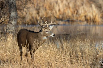 Naklejka na ściany i meble Whitetail Deer Buck in Colorado in Autumn