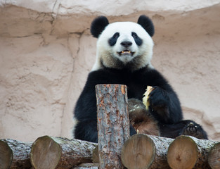 Fototapeta premium Giant Panda. It is a mammal of the bear family with black and white fur. It is found only in the mountain forests of several Western provinces of China.