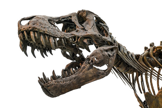 Tyrannosaurus scull isolated on white
