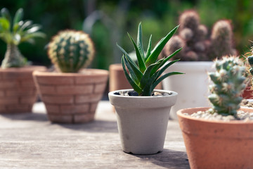 Small succulent, cactus, pot plants decorative on old wood table with morning warm light