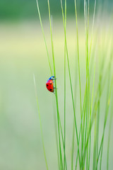 Beautiful ladybug on leaf defocused background