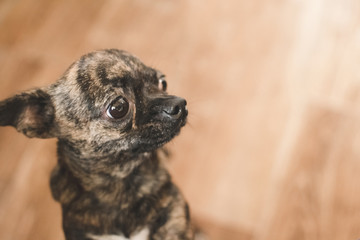 Close up of cute small tiger Chihuahua looking out on blurred background. Copy space. Top view of brown and black smooth fur dog on brown floor. Home animal. Pets friendly and care concept