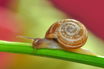 Close up  beautiful Snail in the garden