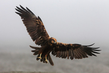 Female of Western marsh harrier with the last lights of the afternoon, hawk, harrier, falcon, birds, Circus aeroginosus