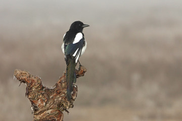 Common magpie with the last lights of day
