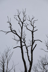 Abgestorbener Baum auf einer Waldlichtung