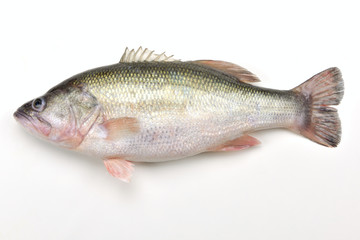 Fresh largemouth bass on the white background