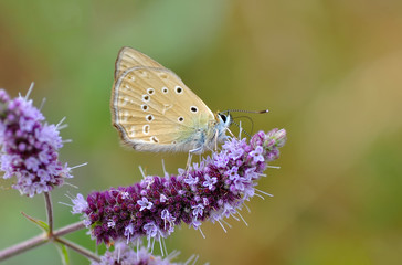Closeup beautiful butterfly in a summer garden