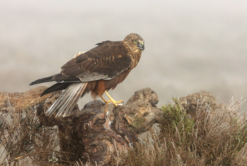 Adult male of Western marsh harrier with the first lights of the day, harrier, hawk, falcons, raptors, birds, Circus aeroginosus