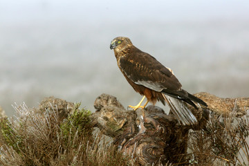 Adult male of Western marsh harrier with the first lights of the day, harrier, hawk, falcons, raptors, birds, Circus aeroginosus