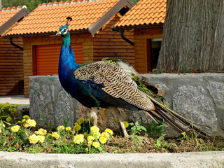 Peacock in the park of the monastery of St. Naum on Lake Ohrid in Northern Macedonia
