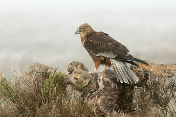 Adult male of Western marsh harrier with the first lights of the day, harrier, hawk, falcons, raptors, birds, Circus aeroginosus