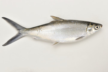 Milkfish on the white background