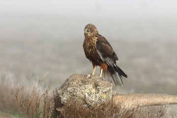 Adult male of Western marsh harrier with the first lights of the day, harrier, hawk, falcons, raptors, birds, Circus aeroginosus
