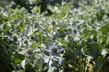 Closeup eryngium maritimum known as sea holly with blurred background in summer scenery