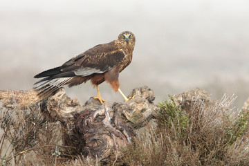 Adult male of Western marsh harrier with the first lights of the day, harrier, hawk, falcons, raptors, birds, Circus aeroginosus