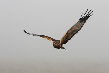 Adult male of Western marsh harrier flying in the fog, birds, hawk, falcons, Circus aeroginosus