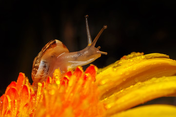 Close up  beautiful Snail in the garden