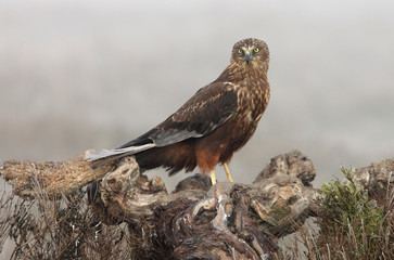 Fototapeta premium Adult male of Western marsh harrier, falcons, hawk, birds, Circus aeroginosus