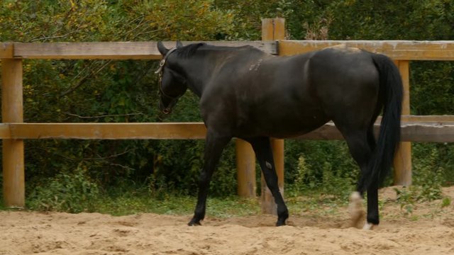 Black horse walking in the paddock, tracking shot