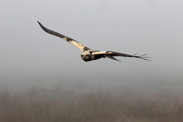 Female of Western marsh harrier with the last lights of the afternoon, hawk, harrier, falcon, birds, Circus aeroginosus