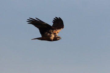 Western marsh harrier with the first lights of the day, harrier, hawk, falcons, raptors, birds,  Circus aeroginosus