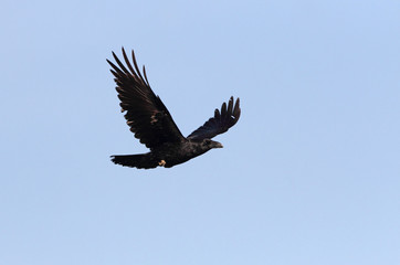 Obraz premium Common raven flying with the last lights of day