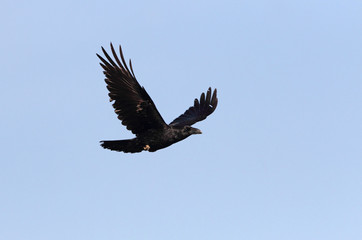 Common raven flying with the last lights of day