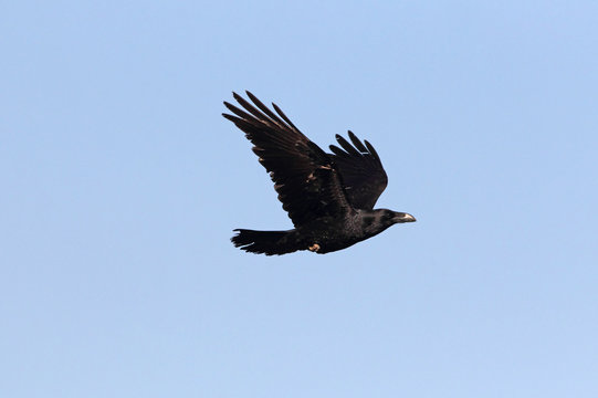 Common raven flying with the last lights of day