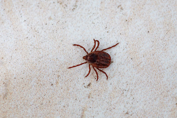 A true ixodid mite blood sucking parasite carrying the acarid disease sits on a On a white field on a hot summer day, hunting in anticipation of the victim