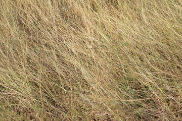 Fototapeta na wymiar The background image of the grassland in the seasons.