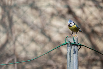 Blue tit Parus caeruleus on a bird house it inhabits - feeding the young. Shallow depth of field...